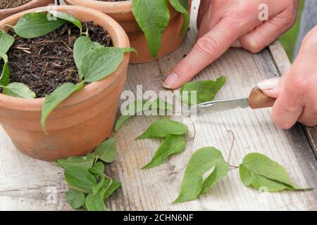 Stecklinge von Clematis Pflanzen über einem Blattknoten nehmen. VEREINIGTES KÖNIGREICH Stockfoto