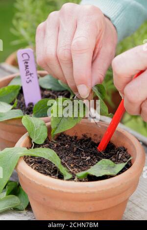 Fortpflanzung durch Stecklinge. Platzieren Clematis Blume Stecklinge um den Rand eines Topfes zu unterstützen Verwurzelung. VEREINIGTES KÖNIGREICH Stockfoto