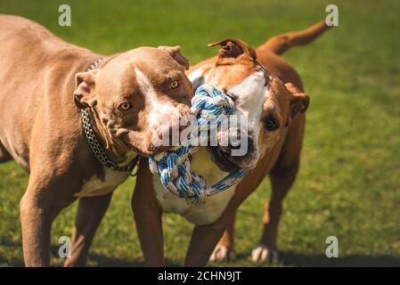 Zwei Hunde amstaff Terrier spielen tog des Krieges draußen. Jung und alt Hund Spaß im Hinterhof. Stockfoto