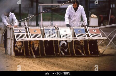 Brent Walker Hackney Greyhound-Rennstadion London Großbritannien. William Hill Super Trapper Treffen 1987 Stockfoto