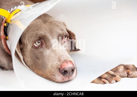 Weimaraner Hund trägt einen Kunststoff elizabethan (Buster) Kragen zu Hause Stockfoto