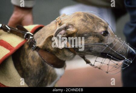 Brent Walker Hackney Greyhound-Rennstadion London Großbritannien. William Hill Super Trapper Treffen 1987 Stockfoto