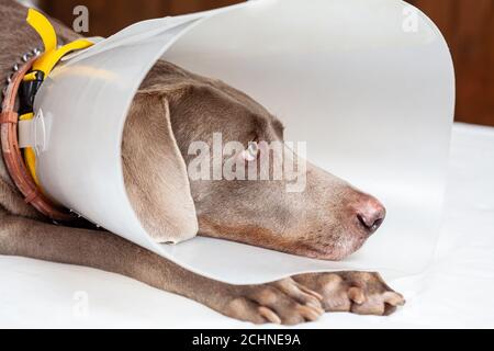 Weimaraner Hund trägt einen Kunststoff elizabethan (Buster) Kragen zu Hause Stockfoto