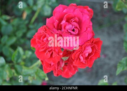 Nahaufnahme von schönen roten Floribunda Rosen in einem Garten Stockfoto