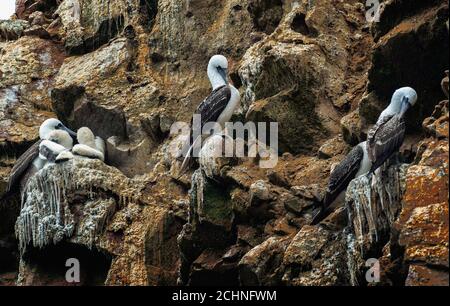 Wasserseevögel in peruanischen Galapagos, Paracas National Reserve, Ballestas Inseln, Peru, Südamerika Stockfoto