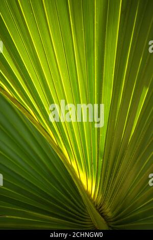 Sabal Palme costapalmate Flugblatt Nahaufnahme in einem Florida Wald Szene in North Central Florida. Stockfoto