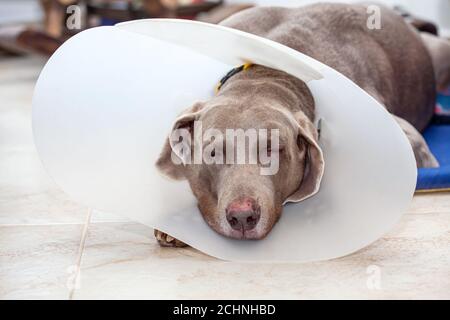 Weimaraner Hund trägt einen Kunststoff elizabethan (Buster) Kragen zu Hause Stockfoto