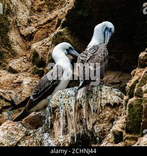 Wasserseevögel in peruanischen Galapagos, Paracas National Reserve, Ballestas Inseln, Peru, Südamerika Stockfoto