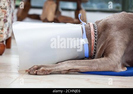 Weimaraner Hund trägt einen Kunststoff elizabethan (Buster) Kragen zu Hause Stockfoto