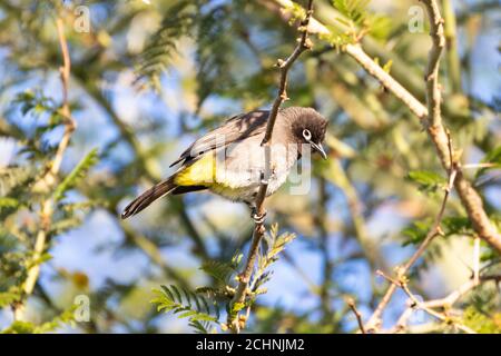 Kap Bulbul Pycnonotus capensis) in Fever Tree (Vachellia xanthohloea,) Western Cape, Südafrika Stockfoto