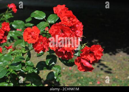 Nahaufnahme eines schönen sonnendurchfluteten Busches mit Floribunda-Rosenblüten Stockfoto