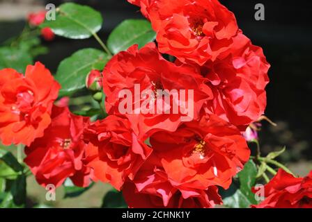 Nahaufnahme von schönen roten Floribunda Rosen in einem Garten Stockfoto