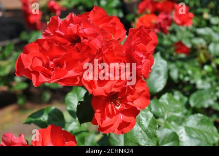 Nahaufnahme von schönen roten Floribunda Rosen in einem Garten Stockfoto