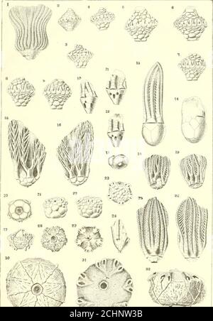 . Bulletin of the Illinois State Museum of Natural History . Ansicht von Same. AUASHIZOCKINUB OVALI8, U Sp 86 Abb. 13. Ansicht von Kelch und Wappen. Abb. 14. AzygoUF) Ansicht des Auutber-Kelches. Po^KBloCRISUr^ AI.BKRSI. n. sp 29 Abb. 1^. Azygote Ansicht des Kelches aud Arme-Fig. IT) gegenüber Hide of sauie.H^lg..l7. Uasal Ansicht von eatne, uiagnlQed zwei Durchmesser. POTBRIOCBINOS LAUTUS» D. SP .... 80&gt; Abb. 18. Azygouj Ansicht von Kelch und Armen.Abb. 19. Gegenüber eame Rhodoohinus ulairi, n. sp 87. Abb. 20. Basale Ansicht des Kelches. Abb. 21. Azygoun Ansicht von Same. Abb. 22. Gegenüberliegender Versteck derselben Abb. 2). Sammlt. AU-Zahlen m Stockfoto