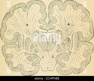 . Ein Lehrbuch der vergleichenden Physiologie für Studenten und Praktiker der vergleichenden (Veterinär-)Medizin . pus striatum; 8, optisches Thalamus; 9, innere Kapsel; 10, äußeres Cap-sule; 11, Klaustrum. DAS GEHIRN. 505 Zwischen diesen liegt die innere Kapsel, durch die Fasern, die sich in Richtung der Kortex, wie die coronaradiata. Insbesondere die Pathologie hat gezeigt, dass auf eine Läsion des intraventrikulären Teils des Corpus striatum und vor allem der inneren Kapsel das Versagen der freiwilligen Bewegung (Akinesie) folgt. Es scheint, dass ein großer Teil der Fasern aus dem Mo Stockfoto