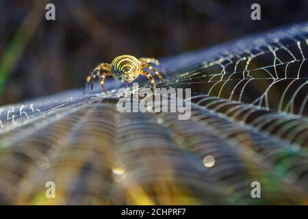 Wespenspinne (Argiope bruennichi) mit Spinnennetz im Vordergrund. Stockfoto