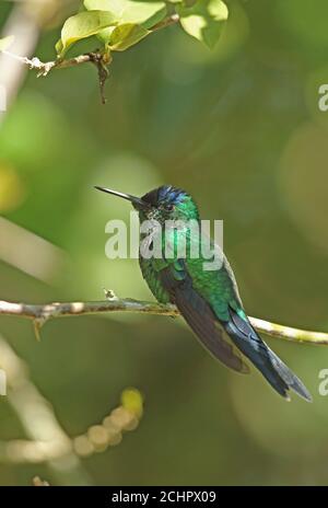 Veilchenbedeckter Waldnymphe (Thalurania glaucopis) erwachsener Rüde, der auf dem Zweig REGUA im Atlantischen Regenwald, Brasilien, thront Juli Stockfoto