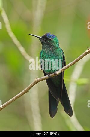 Veilchenbedeckter Waldnymphe (Thalurania glaucopis) erwachsener Rüde, der auf dem Zweig REGUA im Atlantischen Regenwald, Brasilien, thront Juli Stockfoto