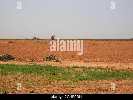 Ein Mann, der Metall auf Ackerland in der Landschaft von Norfolk in Happisburgh, Norfolk, England, Großbritannien entdeckt. Stockfoto