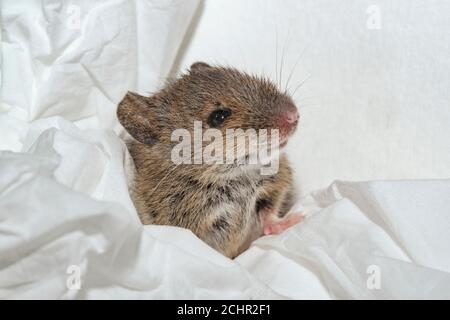 Feldmaus mit Gewebe. VEREINIGTES KÖNIGREICH. Stockfoto