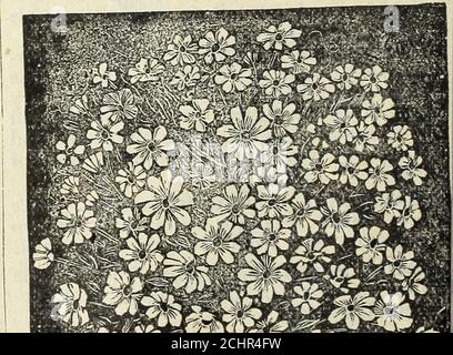. Stecklers Saatkatalog und Gartenhandbuch für die Südstaaten : 1901. Von Krim-Sohn und gelben Blüten; ein bis zwei Füttere. Aussaat von Februar bis August. Cheiranthus Cheiri. Wandblume.Diese Blume ist in einigen Teilen Europas hoch geschätzt, wächst aber hier nicht sehr perfekt und produziert selten die^-e Spitzen von Doppelblüten, die jeden duftenden. Zwei Meter hoch. November Bis März. Glockenblume. Glockenblume oder Venus aussehendes Glas. Frei blühende Pflanzen in verschiedenen Farben, von weiß bis Mostbehütung in einem Grünhaus. Pro Packungsalter, 25 Cent. Cineraria Mar-itima. Ein Handsome Stockfoto