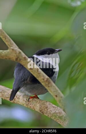 Weißbärtiger Manakin (Manacus manacus guturosus) erwachsener Mann, der auf dem Zweig REGUA, Atlantischer Regenwald, Brasilien, thront Juli Stockfoto
