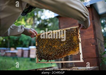 Mann Imker hält Wabenrahmen voll von Bienen im Bienenhaus. Stockfoto