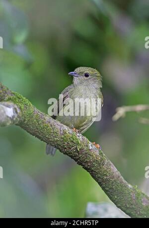 Weißbärtige Manakin (Manacus manacus guturosus) Erwachsene weibliche thront auf Zweig REGUA, Atlantic Rainforest, Brasilien Juli Stockfoto