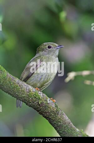 Weißbärtige Manakin (Manacus manacus guturosus) Erwachsene weibliche thront auf Zweig REGUA, Atlantic Rainforest, Brasilien Juli Stockfoto