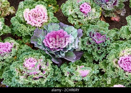 Draufsicht auf bunte und schöne dekorative Kohl. Verschiedene dekorative Kohl. Stockfoto