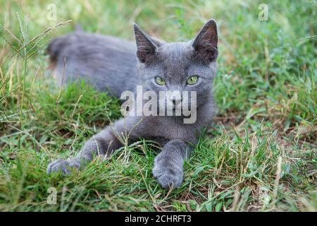 Russische blaue Katze. Auf dem grünen Gras sitzt ein kleines graues Grünäugig-Ahnenkätzchen. Stockfoto