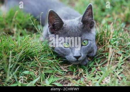 Russische blaue Katze. Auf dem grünen Gras sitzt ein kleines graues Grünäugig-Ahnenkätzchen. Stockfoto