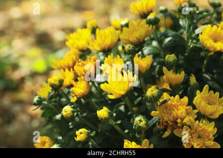 Schöne gelbe Chrysanthemen, Nahaufnahme und Platz für Text Stockfoto