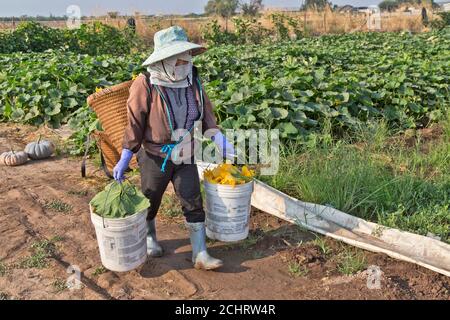 Feldarbeiterin, die geerntete chinesische tropische Squash-männliche Blumen „Cucurbita pepo“ trägt, am frühen Morgen. Stockfoto