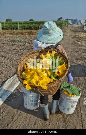 Feldarbeiterin trägt Korb mit geernteten chinesischen Squash männlichen Blüten "Cucurbita", früh am Morgen Licht. Stockfoto