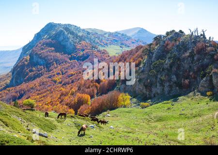 Herbst im Nationalpark Pollino, Süditalien. Stockfoto