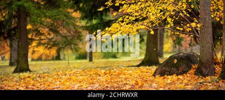 Bäume mit bunten Blätter auf dem Rasen im Park Stockfoto