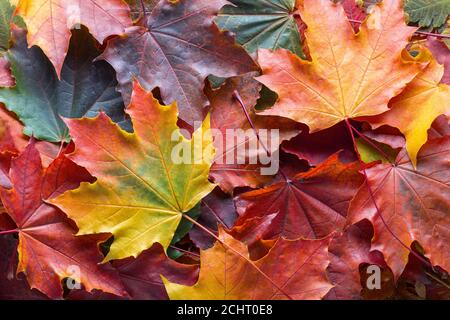 Gefallenen Ahornblätter. Herbst Hintergrund mit bunten Blättern. Stockfoto