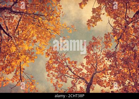 Herbstblätter von Eiche auf dem Himmel Hintergrund. Foto im Retro-Stil. Papierstruktur hinzugefügt. Getöntes Bild. Stockfoto