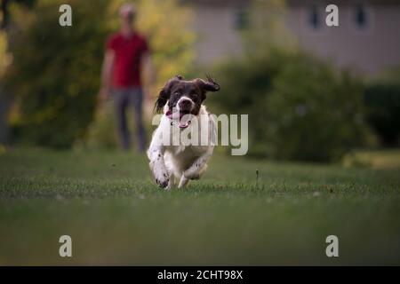 Englisch Springer Spaniel Hund Läuft Im Freien Stockfoto