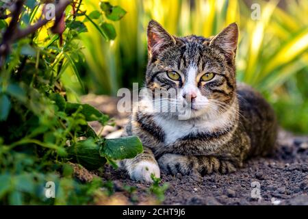 Eine gestreifte Katze, die an einem sonnigen Tag in einem Garten auf dem Boden liegt. Stockfoto