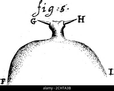 . Ein Brief von Herrn Anthony van Leuwenhoek, F. R. S. über einige Insekten beobachtet von ihm auf Obstbäumen . Stockfoto