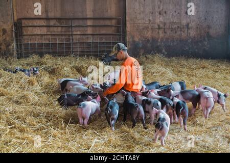 Junge Farmer kommunizieren mit Weaner Ferkel 'Yorkshire Berkshire X' (Sus scrofa domesticus), Stallgebiet, Delta Junction. Stockfoto