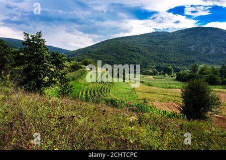 Grüne Wiesen, Kornfeld, Berge, blauer Himmel und weiße Wolken. Wunderschöne Sommerlandschaft. Stockfoto