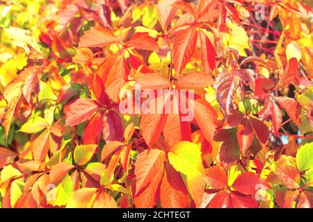 Leuchtend rote Organge Virginia Creeper (Parthenocissus quinquefolia) Blätter in der Herbstsaison Stockfoto