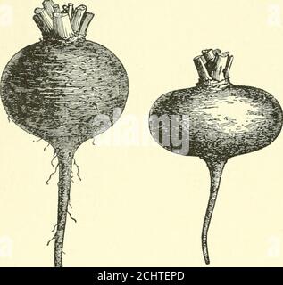 . Cyclopedia of American Horticulture, mit Vorschlägen für den Anbau von Gartenpflanzen, Beschreibungen der Arten von Obst, Gemüse, Blumen und Zierpflanzen in den Vereinigten Staaten und Kanada verkauft, zusammen mit geographischen und biographischen Skizzen, Und eine Zusammenfassung des Pflanzenreiches . Betten sind relativ teuer als vergleichend am Ende von ^j^jj h^rdy shrubbery . Sie dauern aber aiourenerations. j^^ Monate und dann verlassen bareness,n •- während die besten winterhart Bäume und Sträucher nach Carriere. Geschickt angeordnet sind das ganze Jahr über interessant. Diese Herstellung von Natur-l Stockfoto