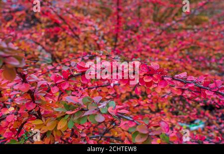 Leuchtend rote und grüne Berberis thunbergii (japanische Berberbeere) Blätter Hintergrund Stockfoto