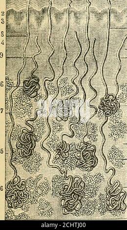 . Ein Lehrbuch der vergleichenden Physiologie für Studenten und Praktiker der vergleichenden (Veterinär-)Medizin . ..- -*3?,V^. Stockfoto