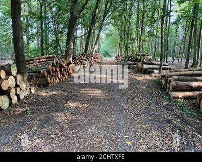 Blick auf den Weg im deutschen Wald mit Pfaden von gefällten Baumstämmen auf beiden Seiten - Viersen, Deutschland, suchtelner hoch Stockfoto