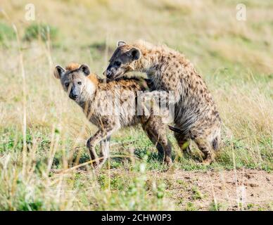 Zwei Hyänen auf einem Ruf der Natur Stockfoto